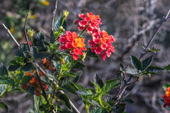 Lantana camara