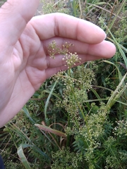 Galium mollugo