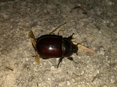 Oryctes nasicornis corniculatus