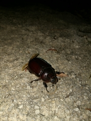 Oryctes nasicornis corniculatus