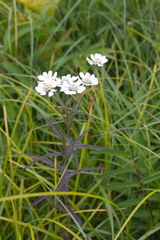Achillea alpina camtschatica