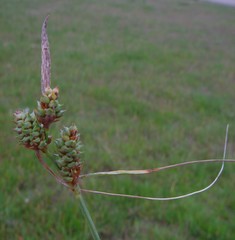 Carex extensa