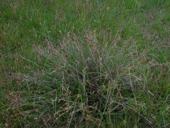 Carex extensa