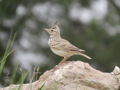 Galerida cristata