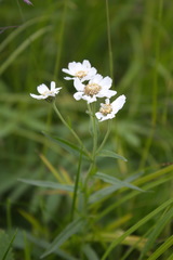 Achillea alpina camtschatica