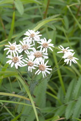 Achillea alpina camtschatica