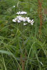 Achillea alpina camtschatica