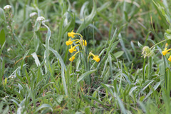 Narcissus assoanus
