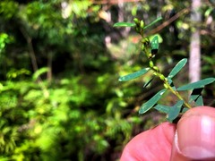 Pultenaea flexilis