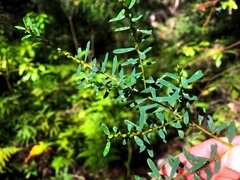 Pultenaea flexilis