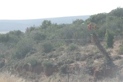 Aloe ferox