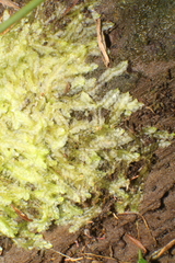 Lophocolea semiteres