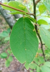 Prunus padus
