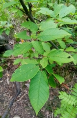 Prunus padus