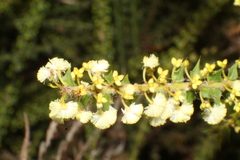 Acacia hastulata