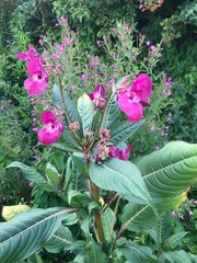 Impatiens glandulifera