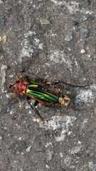 Carabus lineatus lateralis