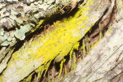 Candelariella antennaria