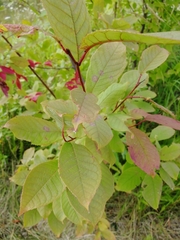 Prunus padus