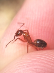 Camponotus nylanderi