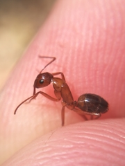 Camponotus nylanderi