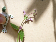 Stachys rigida