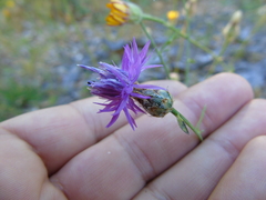 Centaurea tymphaea
