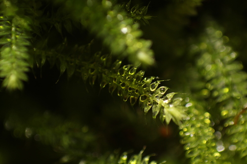 Racopilum cuspidigerum
