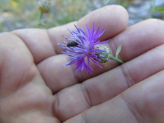 Centaurea tymphaea
