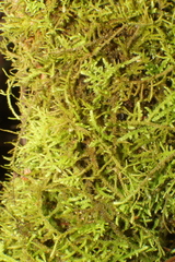 Thuidiopsis sparsa