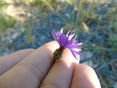 Centaurea tymphaea