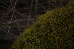 Thuidiopsis sparsa