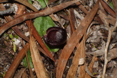 Corybas recurvus
