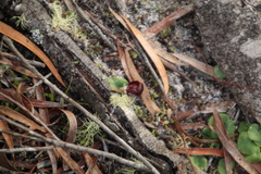 Corybas recurvus