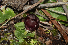 Corybas recurvus