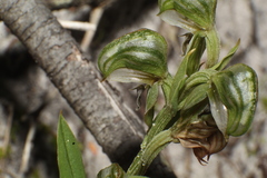 Pterostylis orbiculata
