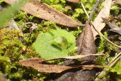 Corybas despectans