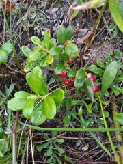 Vaccinium vitis-idaea