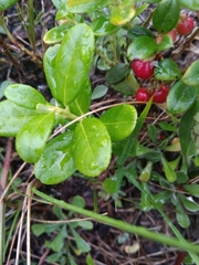 Vaccinium vitis-idaea