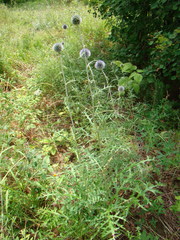 Echinops latifolius