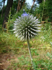Echinops latifolius