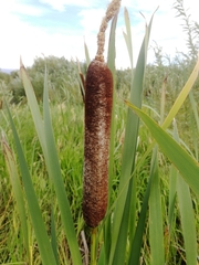 Typha latifolia