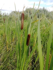 Typha latifolia