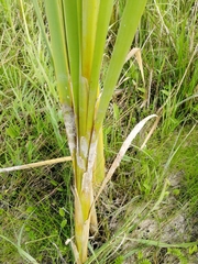 Typha latifolia