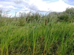 Typha latifolia