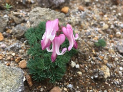 Dicentra peregrina