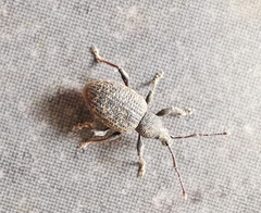 Otiorhynchus sulcatus