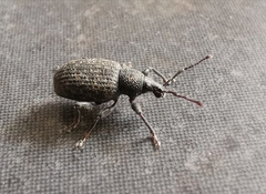 Otiorhynchus sulcatus