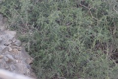 Azima tetracantha