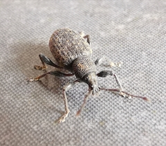 Otiorhynchus sulcatus